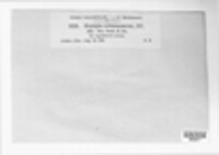 Golovinomyces cichoracearum image